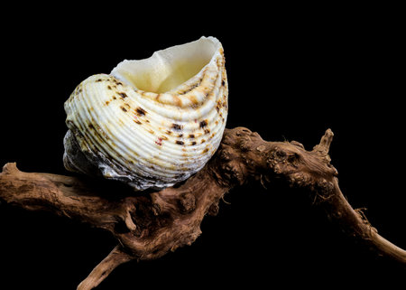 Close-up of a Turbo argyrostomus shell placed on textured wood with a black background, highlighting...