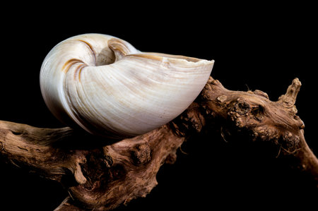 Close-up of a Polymita picta shell, also known as the Cuban painted snail, placed on black...