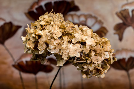 Close-up of a beautifully dried hydrangea flower, showcasing its delicate petals and natural colorsの写真素材