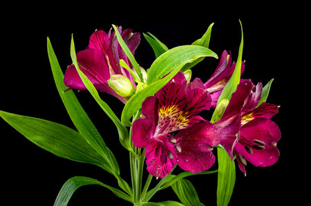 Close-up of dark burgundy alstroemeria flowers with green leaves, isolated against a rich black background, showcasing their delicate petals and intricate detailsの写真素材
