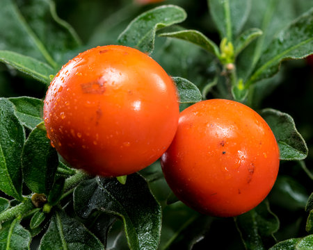 Close-up of bright orange Solanum pseudocapsicum or Jerusalem cherry berries on green foliage and black background, ideal for decorative and botanical usesの写真素材