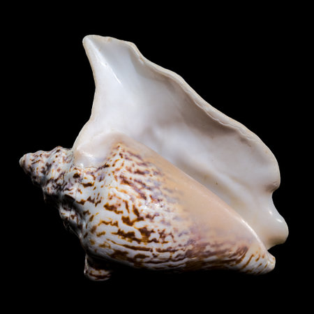 Close-up of a textured Lobatus raninus seashell with orange and white tones, displayed on against a...