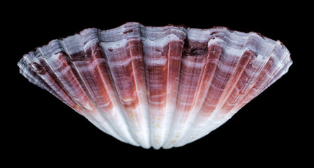 Close-up of a red and white Pecten jacobaeus scallop shell from the Pectinidae family, showcasing...