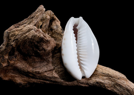 Close-up of a smooth white Naria erosa cowry shell resting on textured driftwood, captured against a black backgroundの写真素材