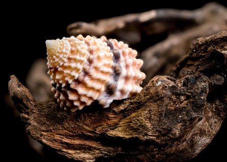 Close-up of a Tectarius coronatus seashell resting on textured driftwood, set against a black...