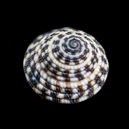 A striking Architectonicidae shell, also known as a staircase shell or sundial, with a dramatic black background, showing its intricate spiral patternの写真素材