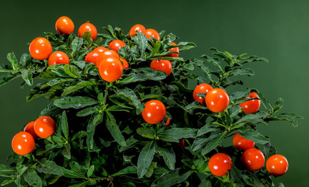 Close-up of bright orange Solanum pseudocapsicum or Jerusalem cherry berries on green foliage and green background, ideal for decorative and botanical usesの写真素材
