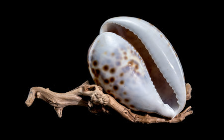 Close-up of a Cypraea tigris shell, commonly known as the tiger cowrie, resting on driftwood against a black background, highlighting its glossy surface and spotted patternの写真素材
