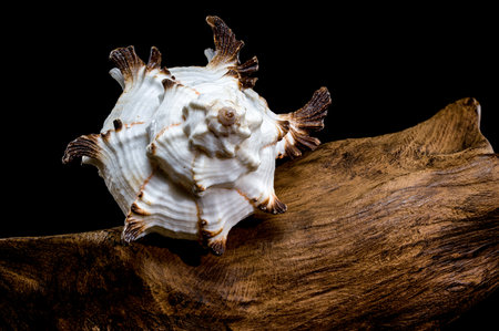 Close-up of a Murex shell with spiky ridges displayed on driftwood against a black background,...