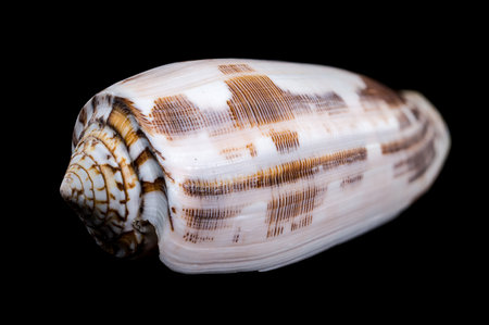 Close-up of a Conus striatus, commonly known as the striated cone shell, showcasing its intricate spiral patterns and earthy tones against a black backgroundの写真素材