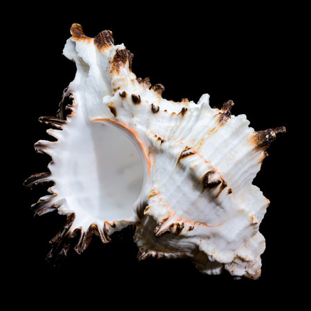 Close-up of a Murex shell with spiky ridges displayed against a black background, highlighting...