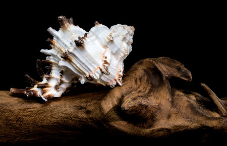 Close-up of a Murex shell with spiky ridges displayed on driftwood against a black background,...