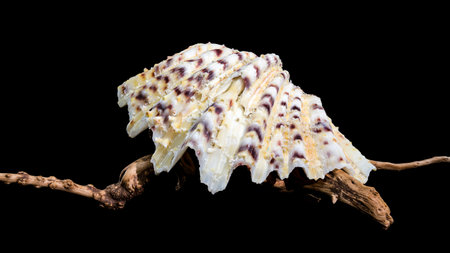 Close-up of a Hippopus hippopus, also known as the horse hoof clam, featuring its distinctive ridged...