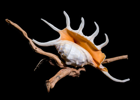 Close-up of a Lambis spider conch shell with vibrant orange interior, displayed on a dry wooden...