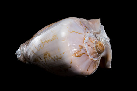 Close-up of a Cymbiola nobilis shell with smooth curves and delicate patterns against a black...