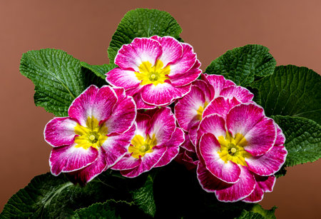 Close-up of pink primula flowers with yellow centers and green leaves covered in water droplets, set...