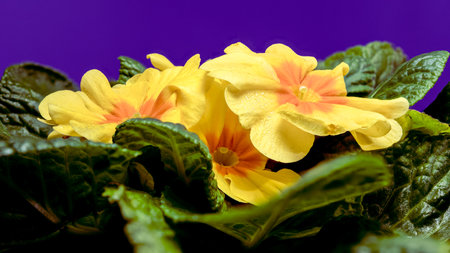 Close-up of yellow primula flowers with orange centers and green leaves, set against a blue backgroundの写真素材