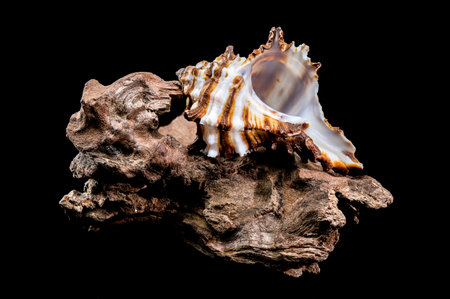 Close-up of an Endive Murex snail shell, Muricidae family, resting on rugged driftwood, highlighting...