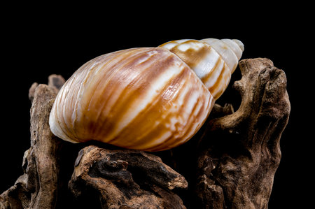 Close-up of a snail resting on textured driftwood against a black background, showing its detailed...