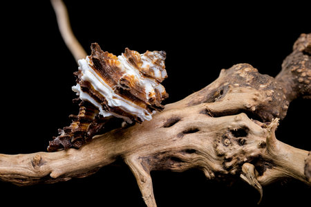 Close-up of an Endive Murex snail shell, Muricidae family, resting on rugged driftwood, highlighting...