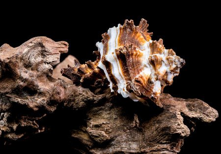 Close-up of an Endive Murex snail shell, Muricidae family, resting on rugged driftwood, highlighting...