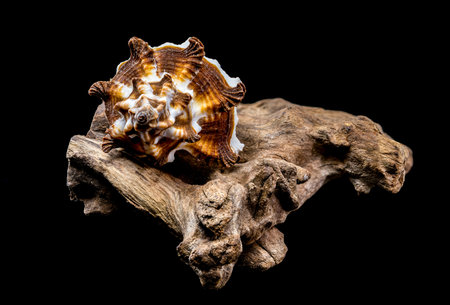Close-up of an Endive Murex snail shell, Muricidae family, resting on rugged driftwood, highlighting...