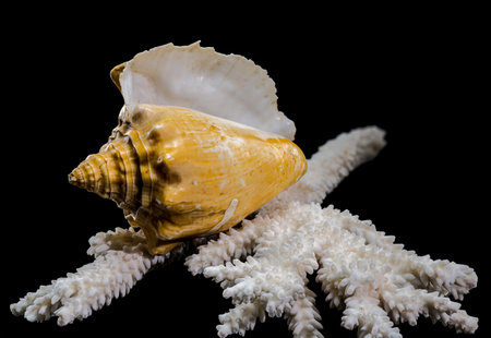 Close-up of a golden Strombus costatus seashell resting on a white coral branch against a black...