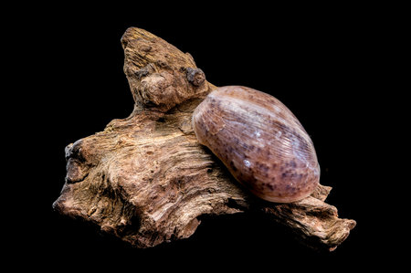 Close-up of a Bulla quoyii, also known as the brown bubble snail, resting on textured driftwood...