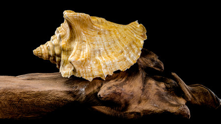 Close-up of a golden Strombus costatus seashell resting on a driftwood branch against a black...