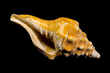 Close-up of a shell, against a black background, highlighting its golden hues and ribbed patterns