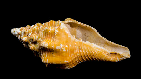 Close-up of an Africofusus ocelliferus shell, commonly known as the long-siphoned whelk, against a...