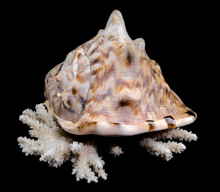 A detailed King Helmet Shell resting on a white coral, showing its natural beauty and intricate...