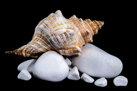 Close-up of a Pleuroploca trapezium shell, also known as the trapezium horse conch, displayed on...