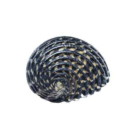 Detailed macro shot of a Neritodryas cornea shell with intricate black and yellow spiral patterns,...