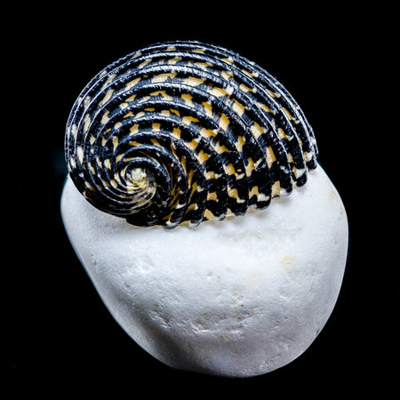 Close-up of a Neritodryas cornea shell with black and yellow stripes, placed on a white stone...