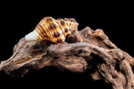 A close-up photograph of a Gyrineum gyrinum shell resting on driftwood. Ideal for nature and...