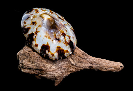 A detailed Shield Limpet Shell or Lottia pelta with its characteristic shape, resting on a piece of...