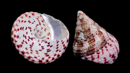 Detailed close-up photograph of a Trochus subincarnatus shell, showing its intricate patterns and...