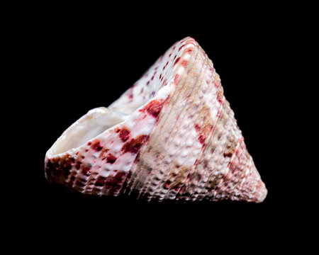 Detailed close-up photograph of a Trochus subincarnatus shell, showing its intricate patterns and...
