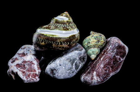 Polished GREEN JADE Banded Turbo Hermit CRAB Sea Shell displayed on colorful polished stones against...