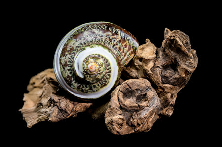 Polished GREEN JADE Banded Turbo Hermit CRAB Sea Shell displayed on driftwood against a black...