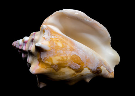 Close-up of a Bursa bufonia seashell, also known as the Frog Bursa, displaying its spiny ridges and...