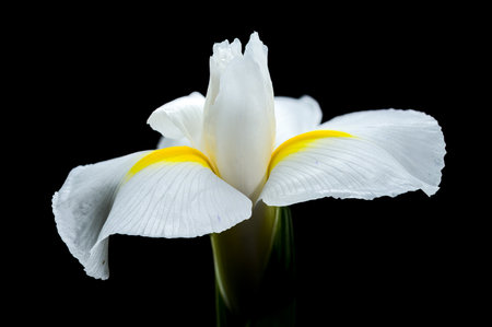 Close-up of a white iris flower with yellow accents, covered in water droplets, against a black...