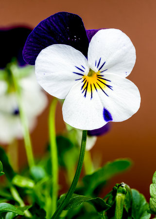 A close-up of delicate white and purple pansy flowers with intricate petal patterns, set against a soft brown backgroundの写真素材
