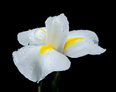 Close-up of a white iris Hollandica Alaska flower with yellow accents, covered in water droplets,...