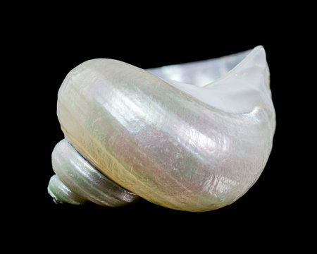 A close-up photo of a polished spiral seashell showcasing its pearly interior and smooth texture,...