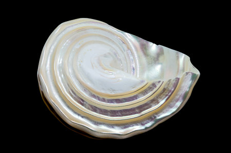 Close-up of a Pearlized Wavy Turban Seashell Astraea turbanicum with an iridescent surface, isolated...