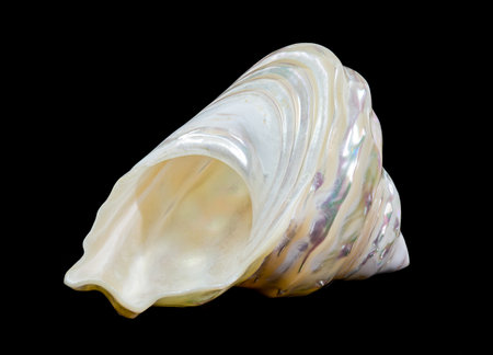 Close-up of a Pearlized Wavy Turban Seashell Astraea turbanicum with an iridescent surface, isolated...