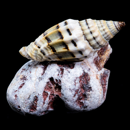 A Vexillum balteolatum seashell with intricate patterns resting on a textured rock, showing natural...