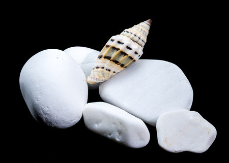 A seashell resting on smooth white stones against a black background. The shell striped pattern and glossy surface contrast beautifully with the bright pebblesの写真素材